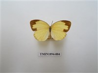 藏品(黃蝶)的圖片